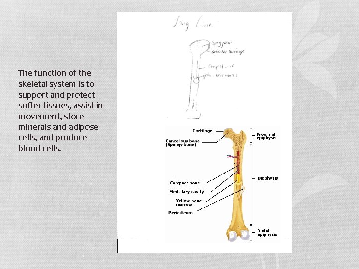 The function of the skeletal system is to support and protect softer tissues, assist