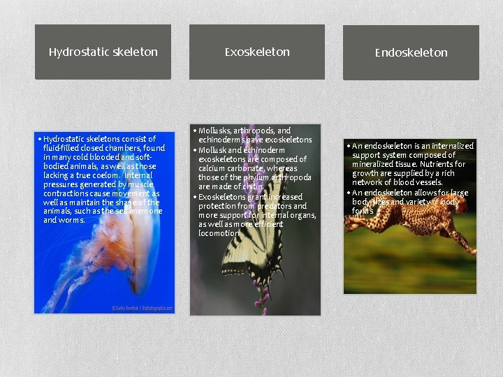 Hydrostatic skeleton Exoskeleton Endoskeleton • Hydrostatic skeletons consist of fluid-filled closed chambers, found in