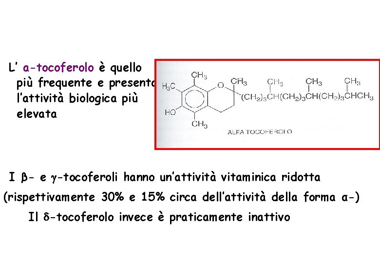 L’ a-tocoferolo è quello più frequente e presenta l’attività biologica più elevata I β-