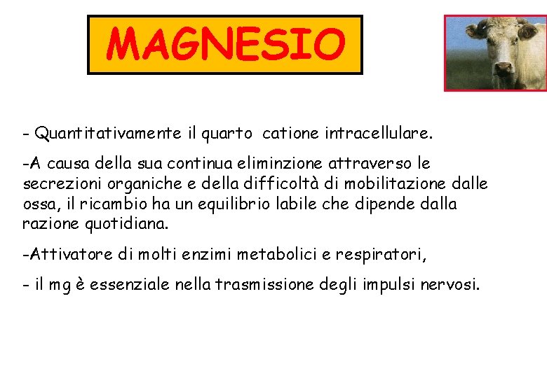 MAGNESIO - Quantitativamente il quarto catione intracellulare. -A causa della sua continua eliminzione attraverso