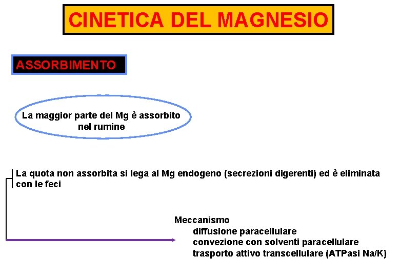 CINETICA DEL MAGNESIO ASSORBIMENTO La maggior parte del Mg è assorbito nel rumine La