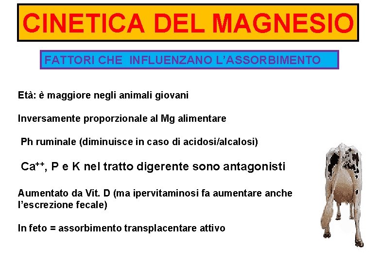 CINETICA DEL MAGNESIO FATTORI CHE INFLUENZANO L’ASSORBIMENTO Età: è maggiore negli animali giovani Inversamente