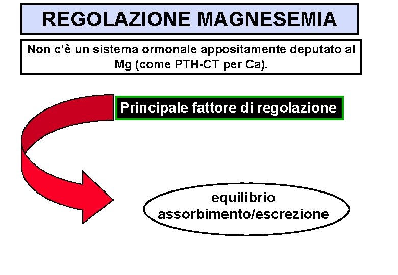 REGOLAZIONE MAGNESEMIA Non c’è un sistema ormonale appositamente deputato al Mg (come PTH-CT per