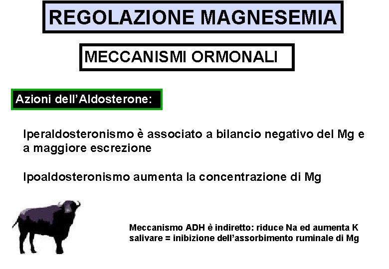 REGOLAZIONE MAGNESEMIA MECCANISMI ORMONALI Azioni dell’Aldosterone: Iperaldosteronismo è associato a bilancio negativo del Mg