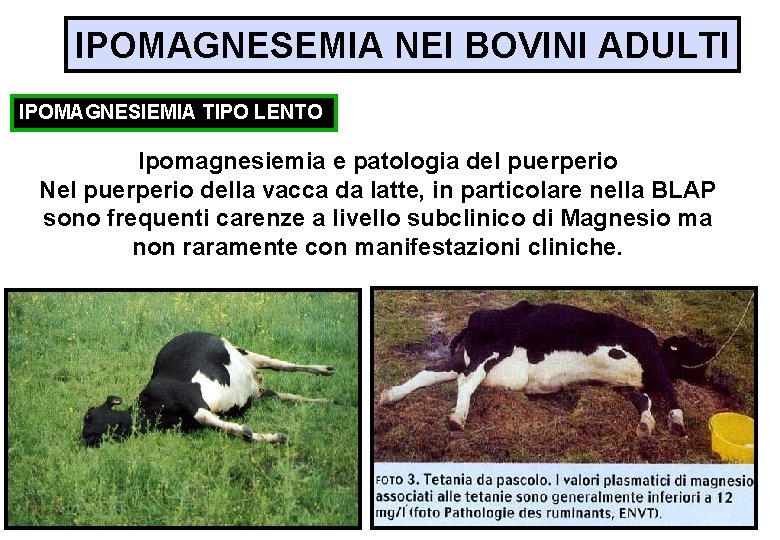 IPOMAGNESEMIA NEI BOVINI ADULTI IPOMAGNESIEMIA TIPO LENTO Ipomagnesiemia e patologia del puerperio Nel puerperio