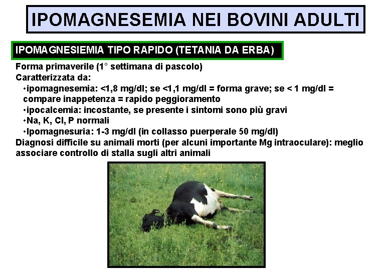 IPOMAGNESEMIA NEI BOVINI ADULTI IPOMAGNESIEMIA TIPO RAPIDO (TETANIA DA ERBA) Forma primaverile (1° settimana