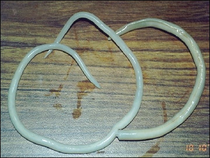 Vermes de corpo cilndrico FILO NEMATHELMINTHES CARACTERSTICAS GERAIS