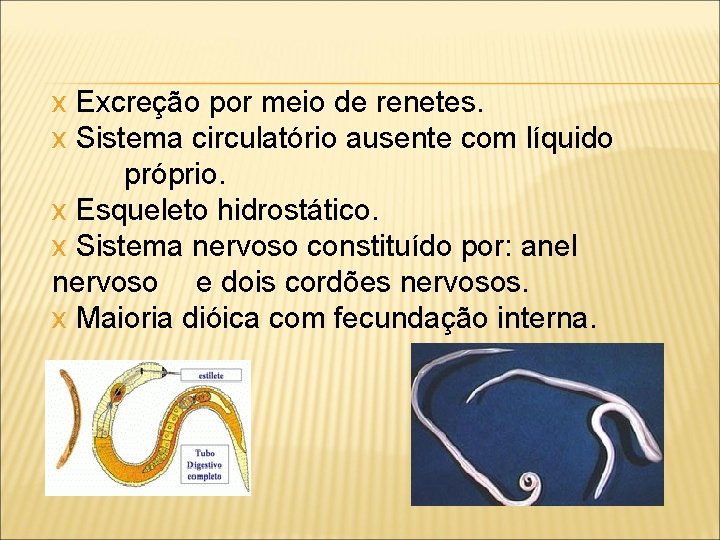 Vermes de corpo cilndrico FILO NEMATHELMINTHES CARACTERSTICAS GERAIS