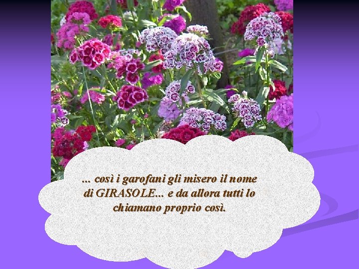 . . . così i garofani gli misero il nome di GIRASOLE. . .