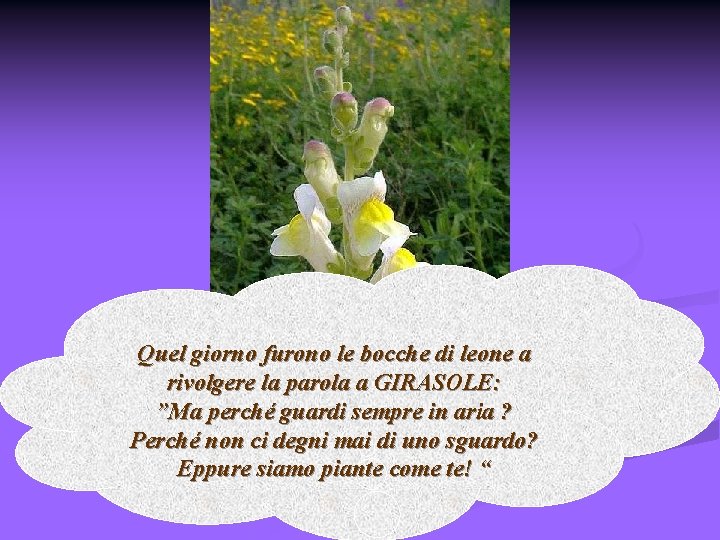 Quel giorno furono le bocche di leone a rivolgere la parola a GIRASOLE: ”Ma