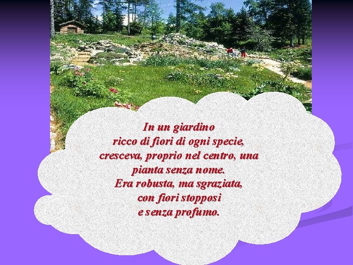 In un giardino ricco di fiori di ogni specie, cresceva, proprio nel centro, una