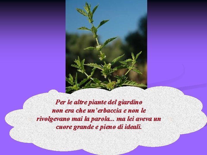 Per le altre piante del giardino non era che un’erbaccia e non le rivolgevano