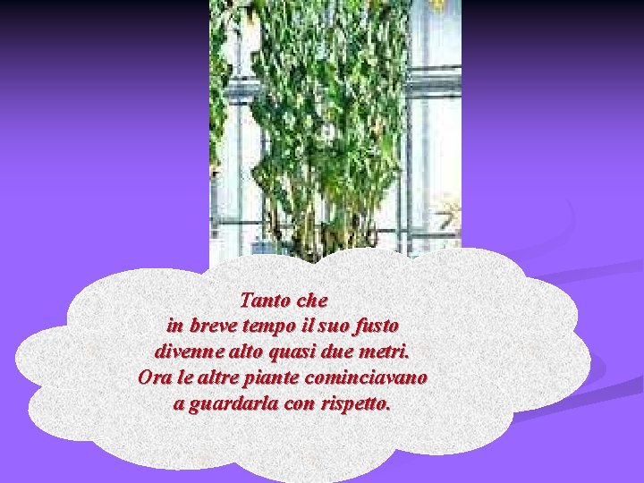 Tanto che in breve tempo il suo fusto divenne alto quasi due metri. Ora
