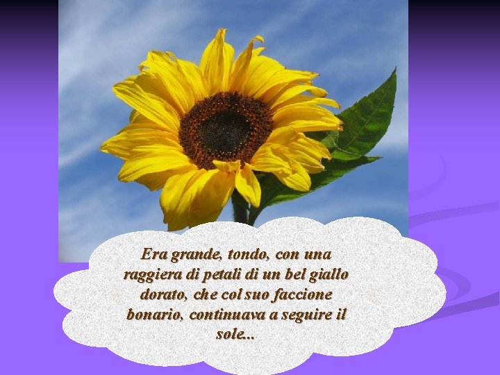 Era grande, tondo, con una raggiera di petali di un bel giallo dorato, che