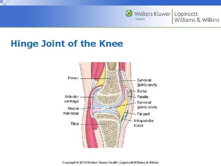 Hinge Joint of the Knee Copyright © 2014 Wolters Kluwer Health | Lippincott Williams