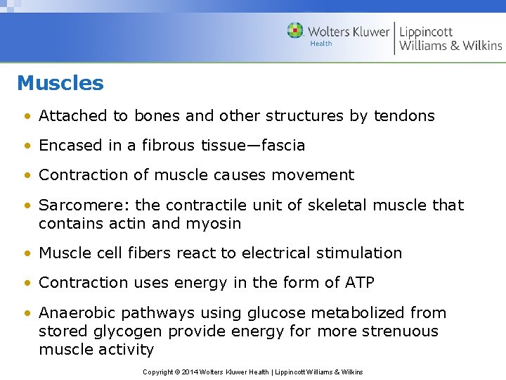Muscles • Attached to bones and other structures by tendons • Encased in a