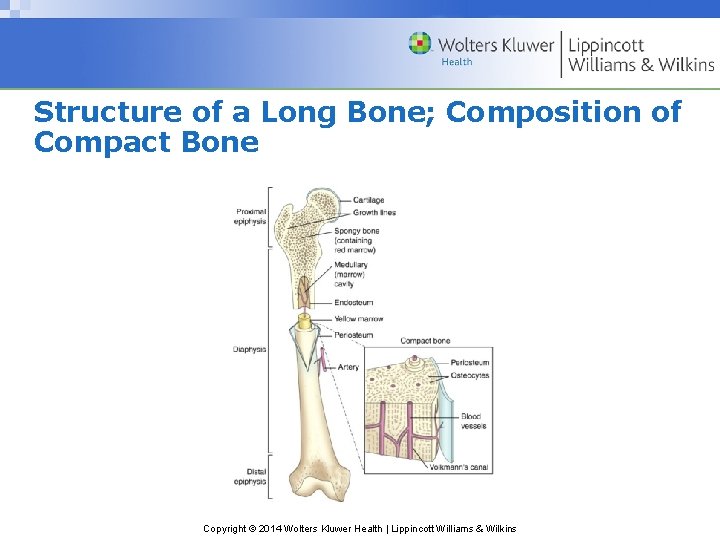 Structure of a Long Bone; Composition of Compact Bone Copyright © 2014 Wolters Kluwer