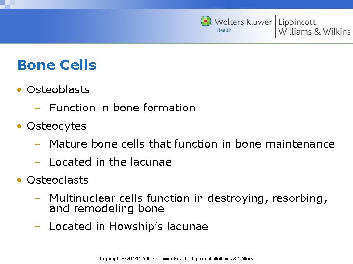 Bone Cells • Osteoblasts – Function in bone formation • Osteocytes – Mature bone