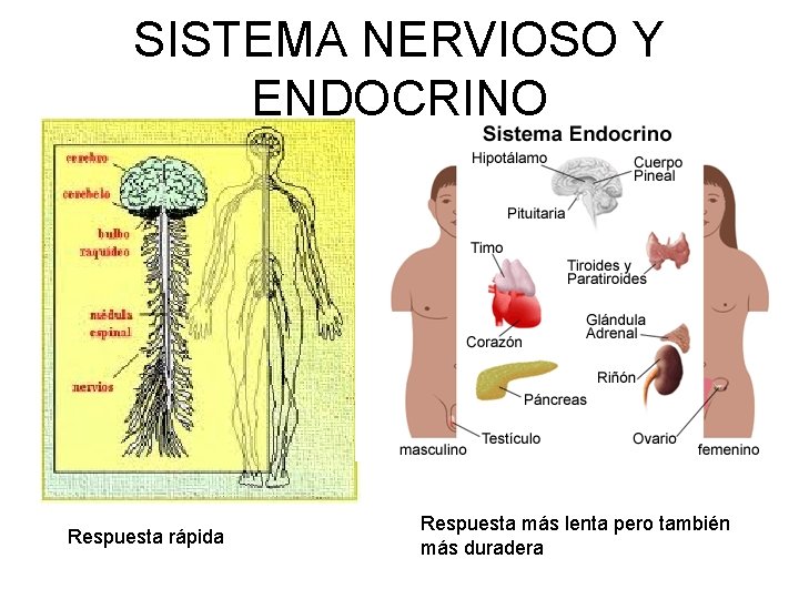 SISTEMA NERVIOSO Y ENDOCRINO Respuesta rápida Respuesta más lenta pero también más duradera 