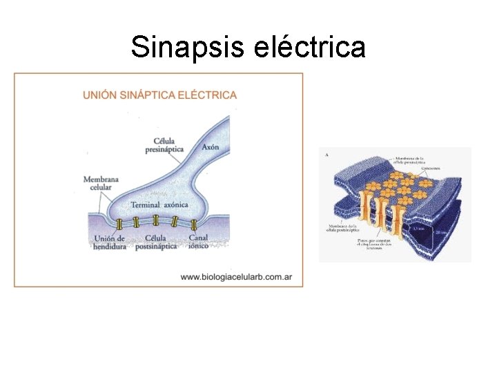 Sinapsis eléctrica 