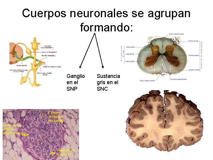 Cuerpos neuronales se agrupan formando: Ganglio en el SNP Sustancia gris en el SNC