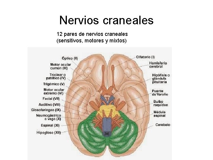 Nervios craneales 12 pares de nervios craneales (sensitivos, motores y mixtos) 