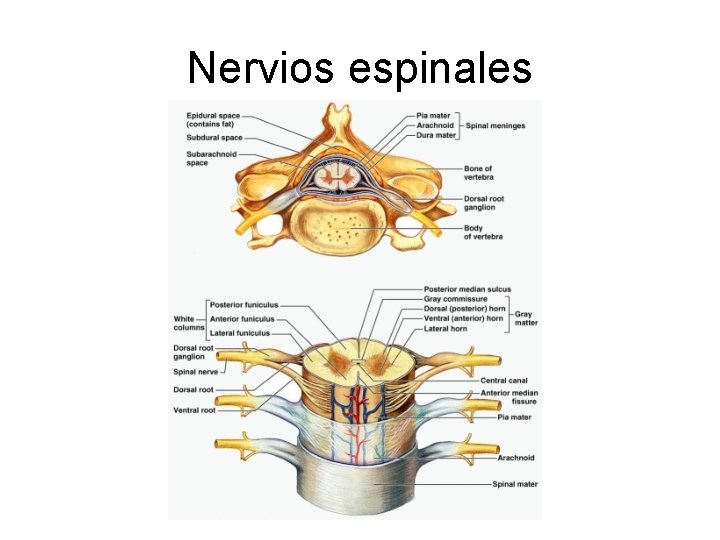 Nervios espinales 