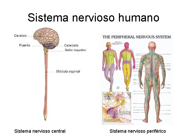 Sistema nervioso humano Sistema nervioso central Sistema nervioso periférico 