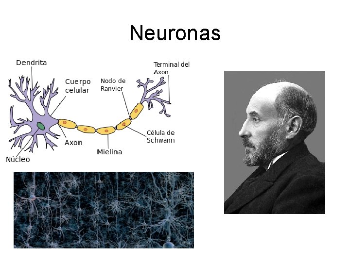 Neuronas 