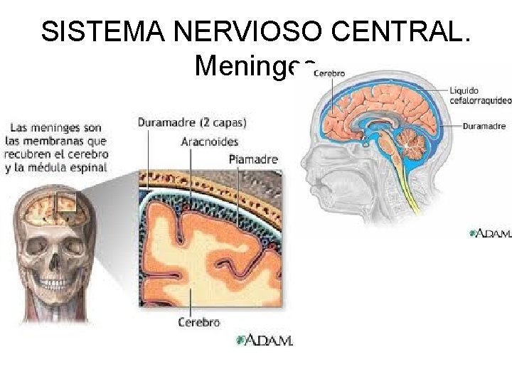 SISTEMA NERVIOSO CENTRAL. Meninges 