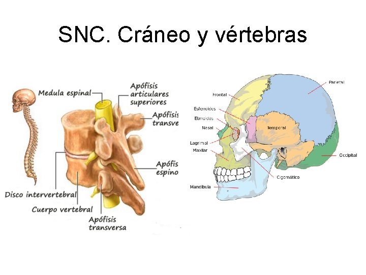 SNC. Cráneo y vértebras 