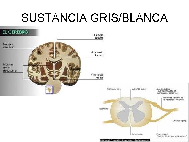 SUSTANCIA GRIS/BLANCA 