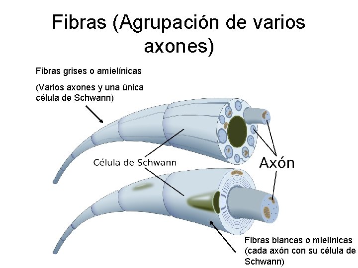 Fibras (Agrupación de varios axones) Fibras grises o amielínicas (Varios axones y una única