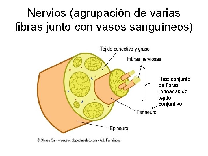 Nervios (agrupación de varias fibras junto con vasos sanguíneos) Haz: conjunto de fibras rodeadas