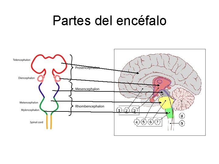 Partes del encéfalo 