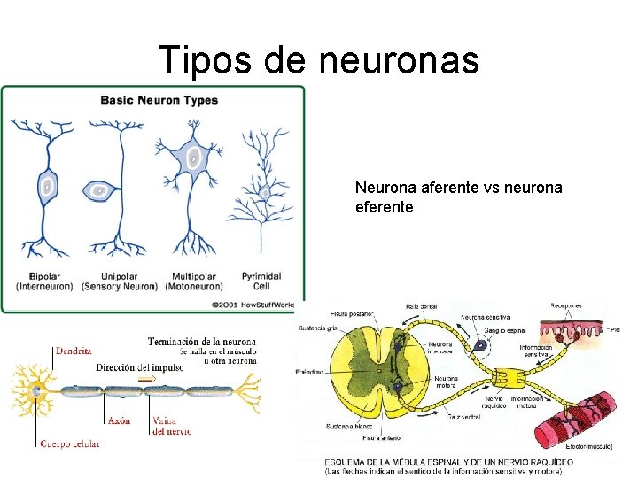 Tipos de neuronas Neurona aferente vs neurona eferente 