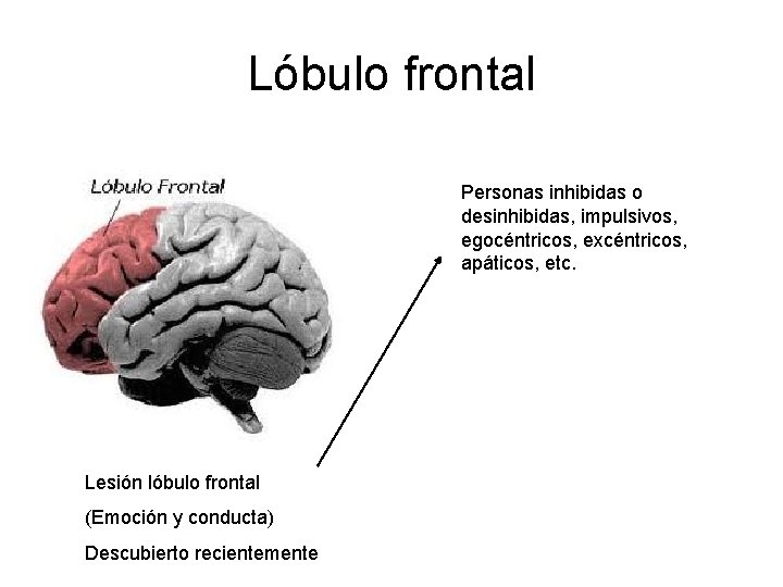 Lóbulo frontal Personas inhibidas o desinhibidas, impulsivos, egocéntricos, excéntricos, apáticos, etc. Lesión lóbulo frontal