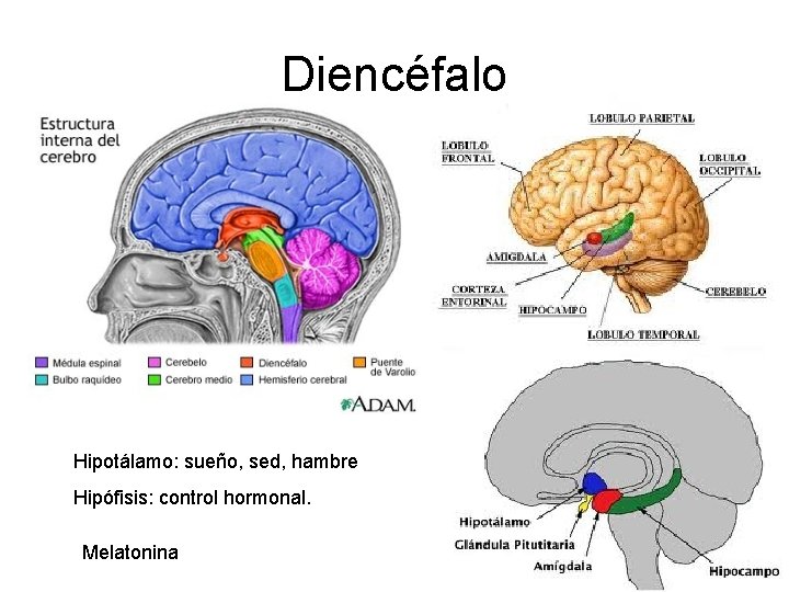 Diencéfalo Hipotálamo: sueño, sed, hambre Hipófisis: control hormonal. Melatonina 
