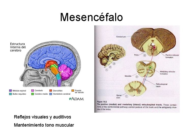 Mesencéfalo Reflejos visuales y auditivos Mantenimiento tono muscular 