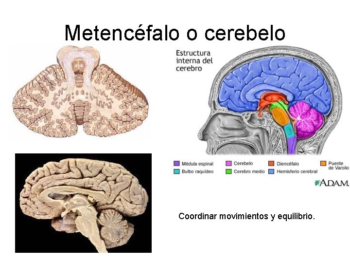 Metencéfalo o cerebelo Coordinar movimientos y equilibrio. 