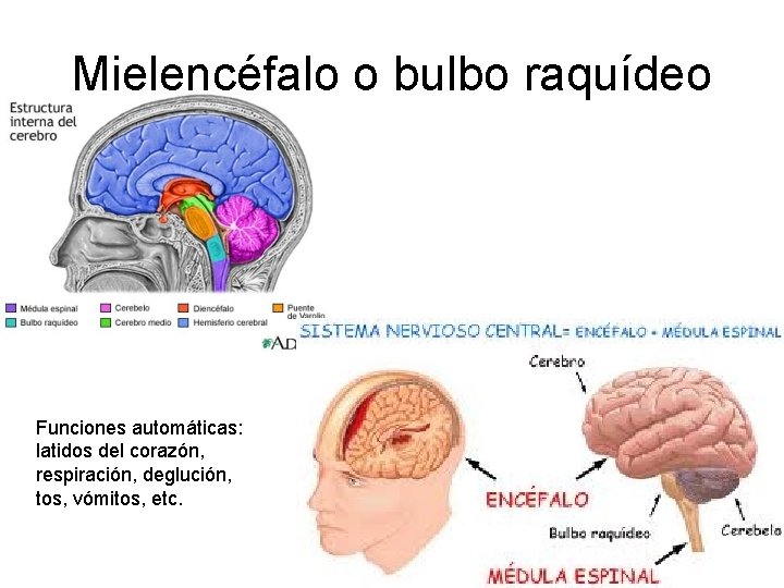 Mielencéfalo o bulbo raquídeo Funciones automáticas: latidos del corazón, respiración, deglución, tos, vómitos, etc.