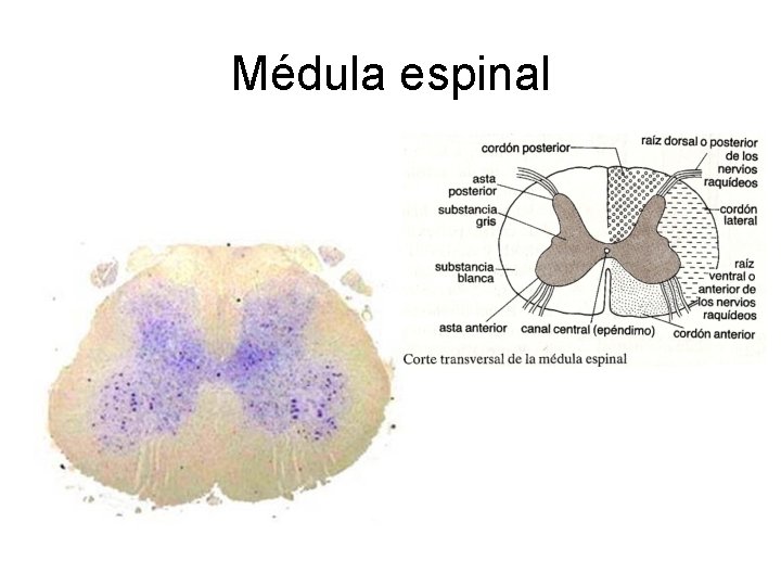 Médula espinal 