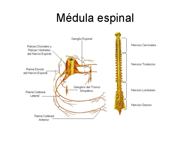 Médula espinal 