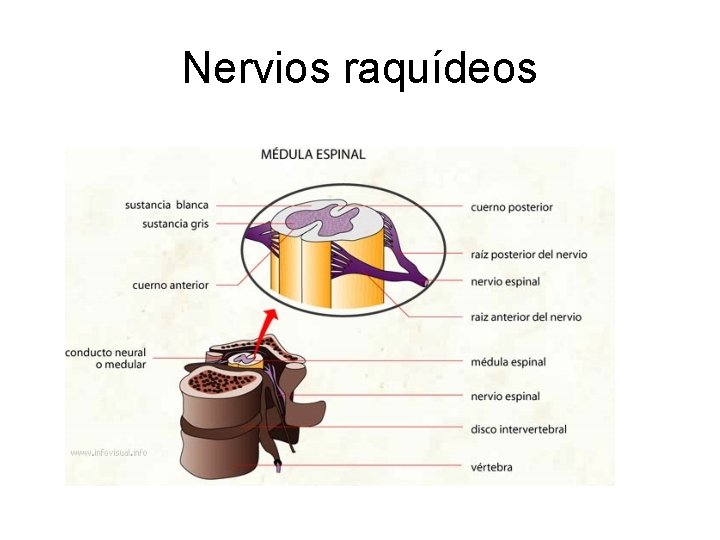 Nervios raquídeos 