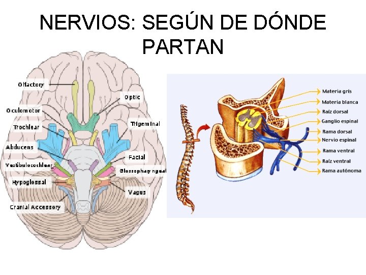 NERVIOS: SEGÚN DE DÓNDE PARTAN 