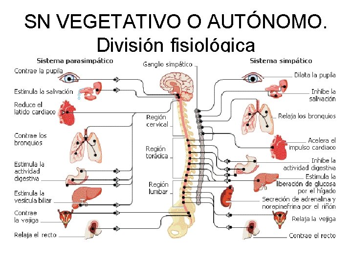 SN VEGETATIVO O AUTÓNOMO. División fisiológica 