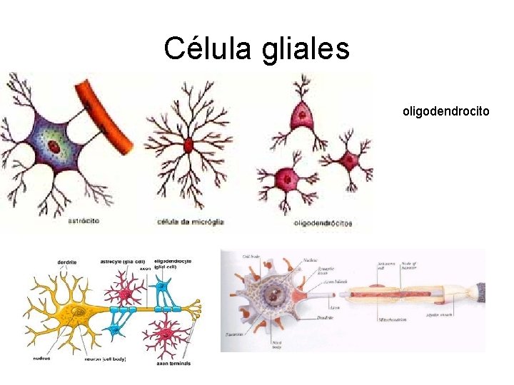 Célula gliales oligodendrocito 