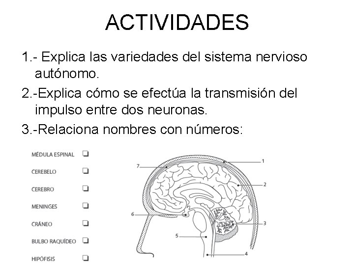 ACTIVIDADES 1. - Explica las variedades del sistema nervioso autónomo. 2. -Explica cómo se