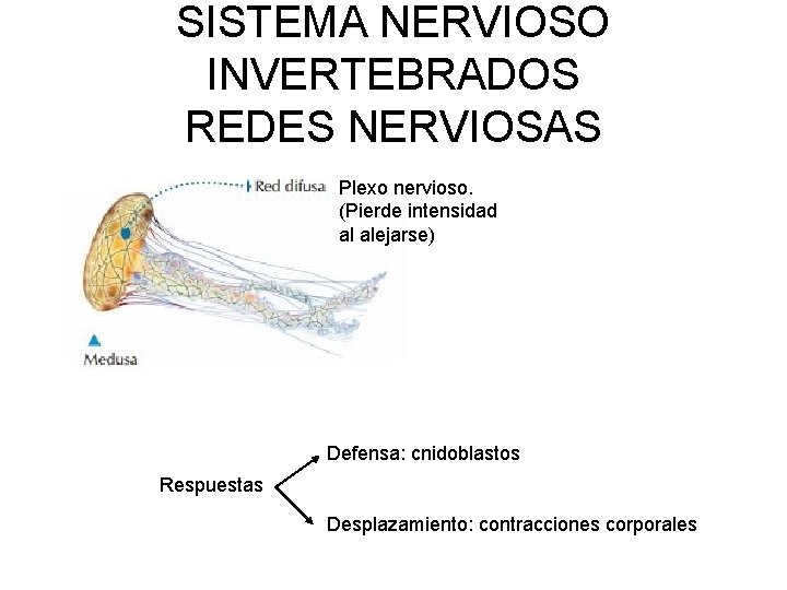 SISTEMA NERVIOSO INVERTEBRADOS REDES NERVIOSAS Plexo nervioso. (Pierde intensidad al alejarse) Defensa: cnidoblastos Respuestas