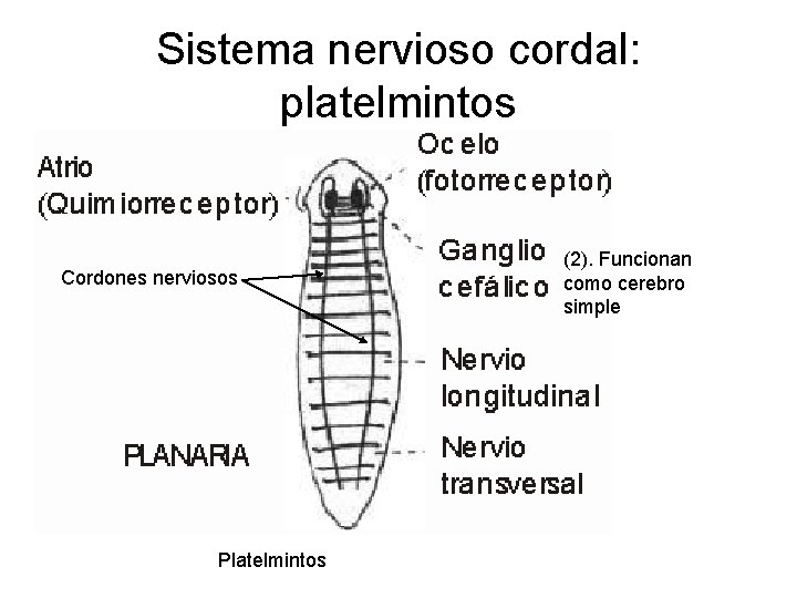 Sistema nervioso cordal: platelmintos Cordones nerviosos Platelmintos (2). Funcionan como cerebro simple 